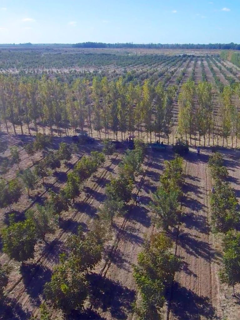 Chandler Orchards Aerial View